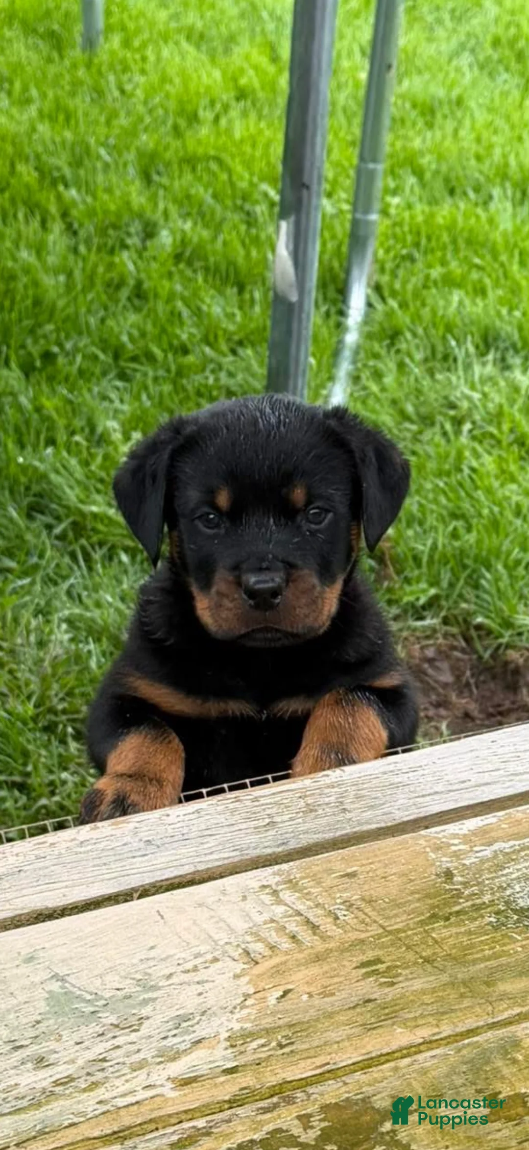 Rottweiler dogs for sale: Rottweiler Puppy 2 - Ad 2