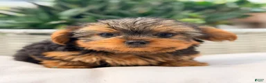Yorkshire Terrier 1