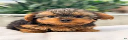 Yorkshire Terrier dogs for sale: Yorkshire Terrier 1 - Ad 1