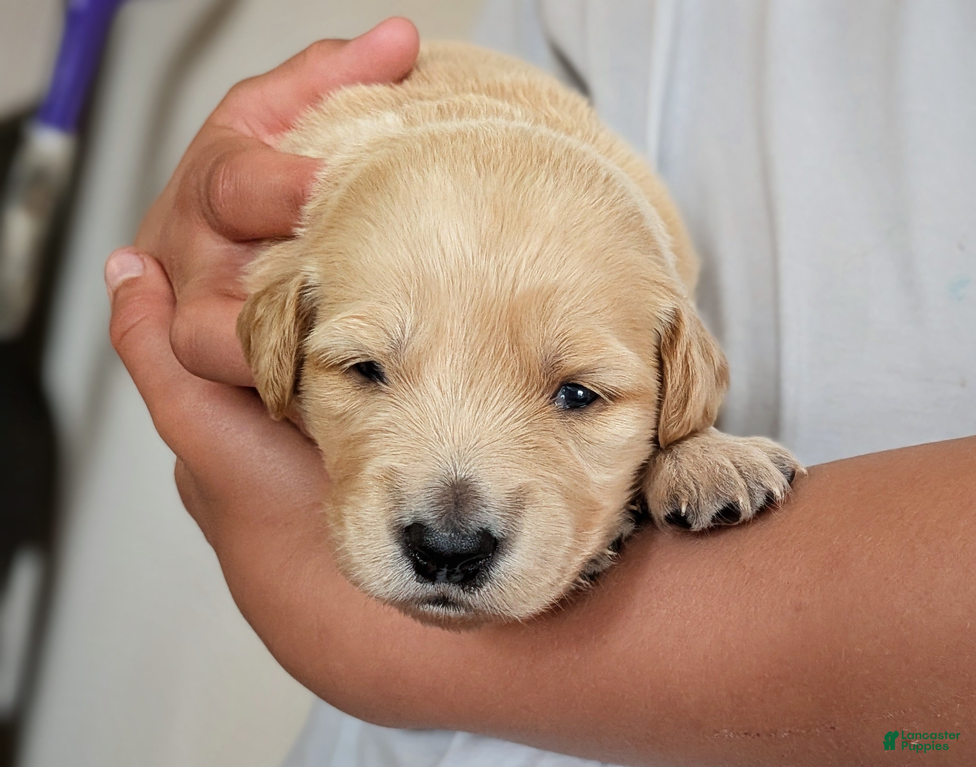 Mixed Breed dogs Lila - Ad 36