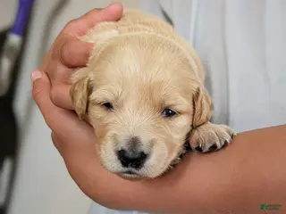 Mixed Breed dogs Lila- RESERVED - Ad 41