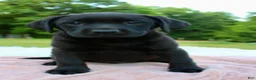 Labrador Retriever dogs for sale: Azure - Ad 7