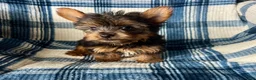 Yorkshire Terrier dogs for sale: Scotty-Yorkshire Terrier 2 - Ad 5