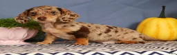 Miniature Dachshund dogs for sale: Jakey - Ad 4
