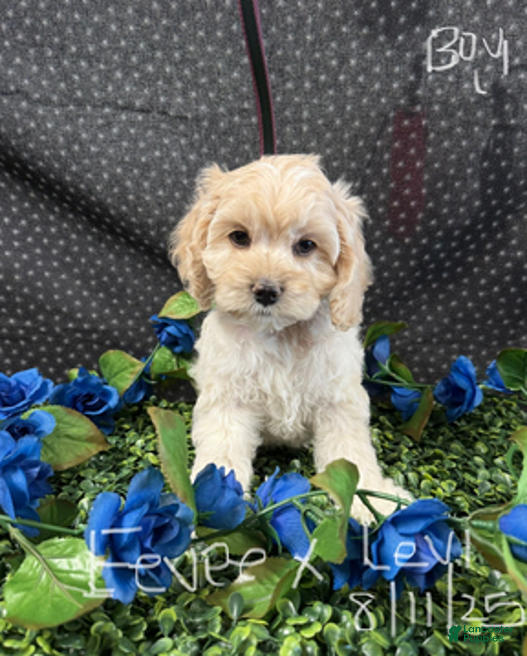 Cockapoo dogs for sale: Eevee Boy1 - Ad 7