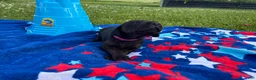 Mixed Breed dogs for sale: Mars - Ad 6
