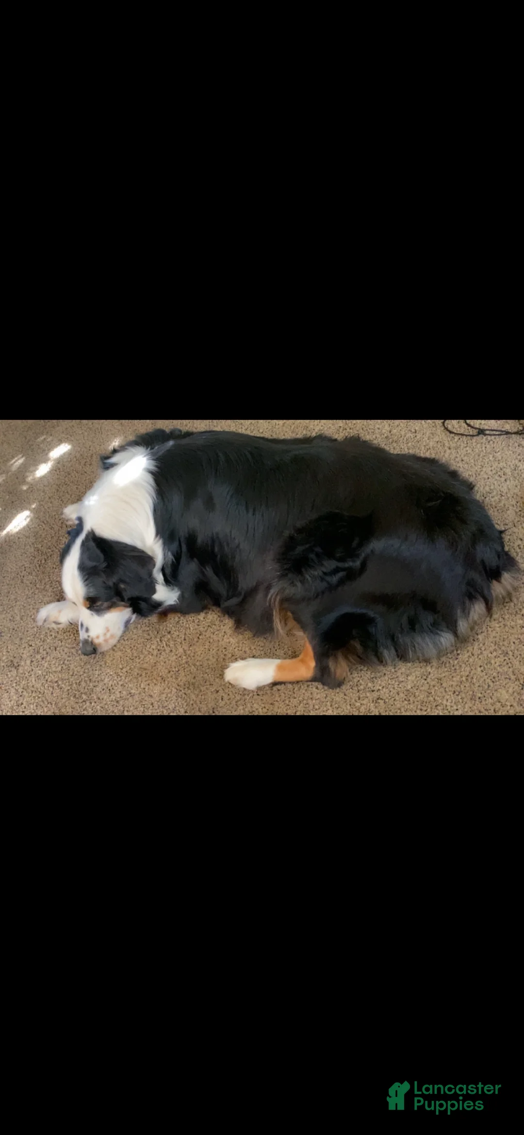 Anatolian Shepherd dogs for sale: Australian Shepherd Puppy 1 - Ad 4