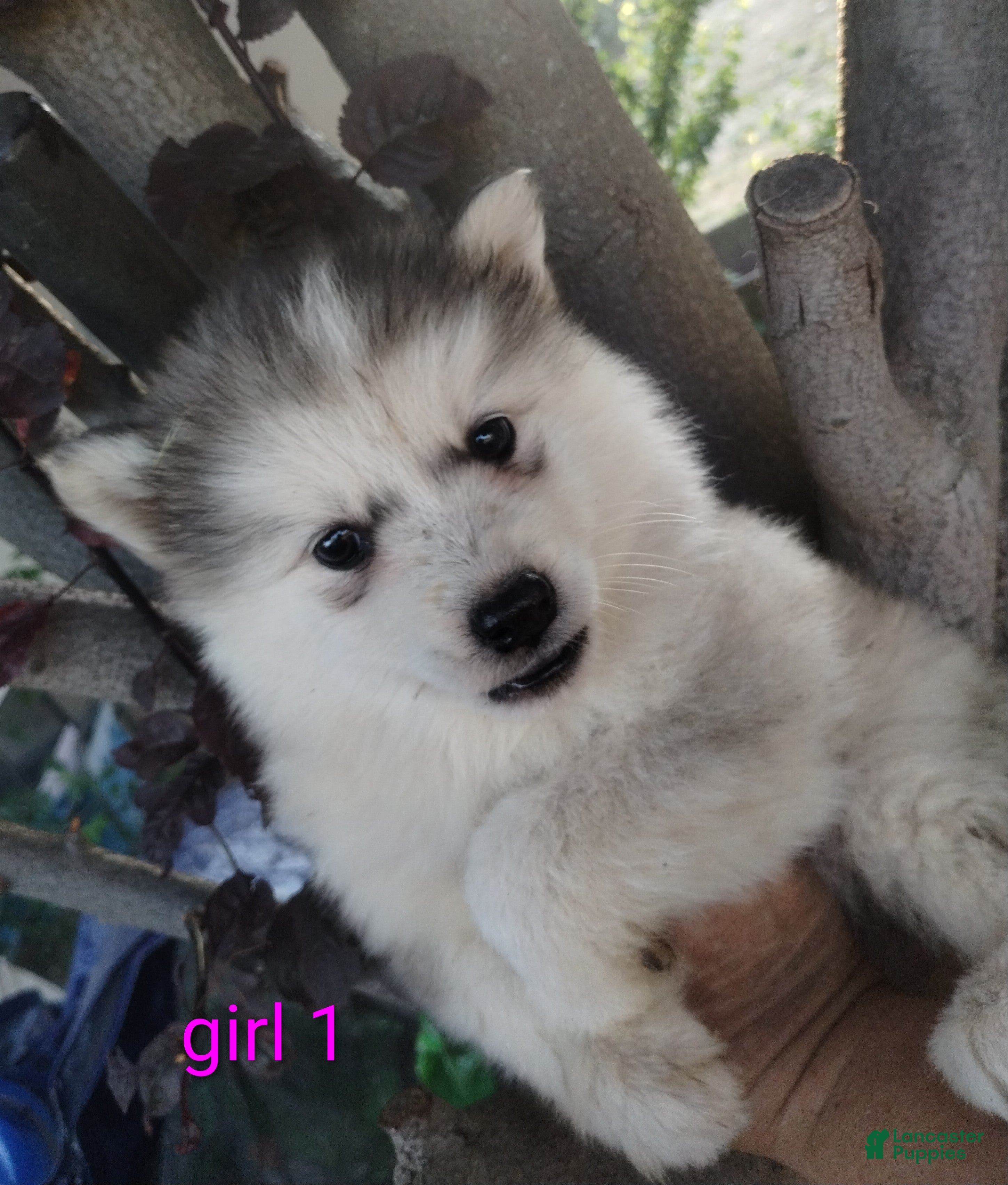 Alaskan Malamute dogs Girl 1 - Ad 2