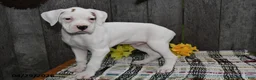 Boxer dogs for sale: Barney - Ad 3
