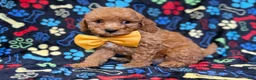Cavapoo dogs for sale: Lane - Ad 5