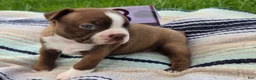 Boston Terrier dogs for sale: Ava Boston Terrier 3 - Ad 2