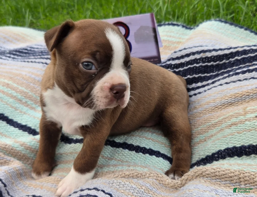 Boston Terrier dogs for sale: Ava Boston Terrier 3 - Ad 2
