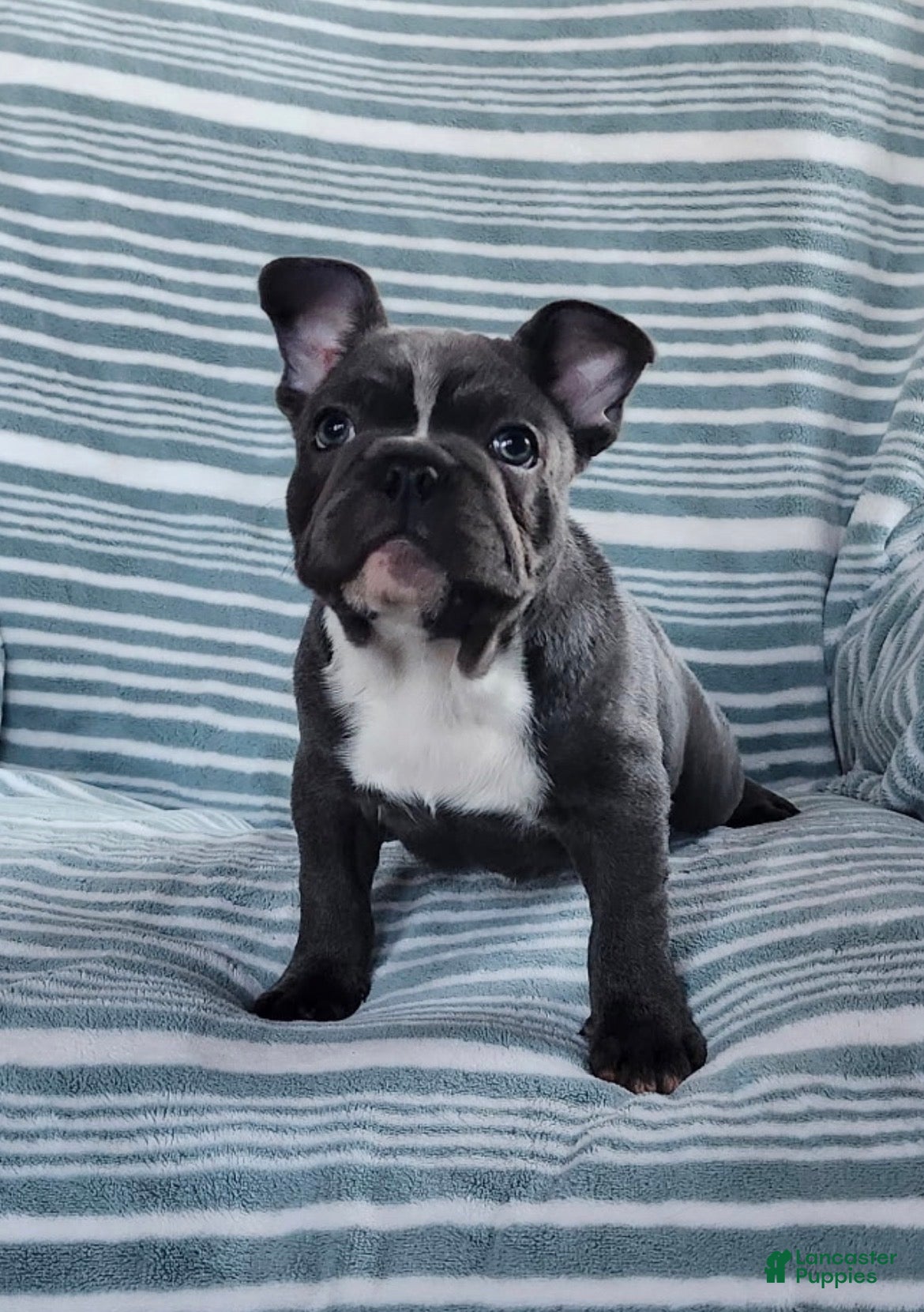 French Bulldog dogs Rascal - Ad 2