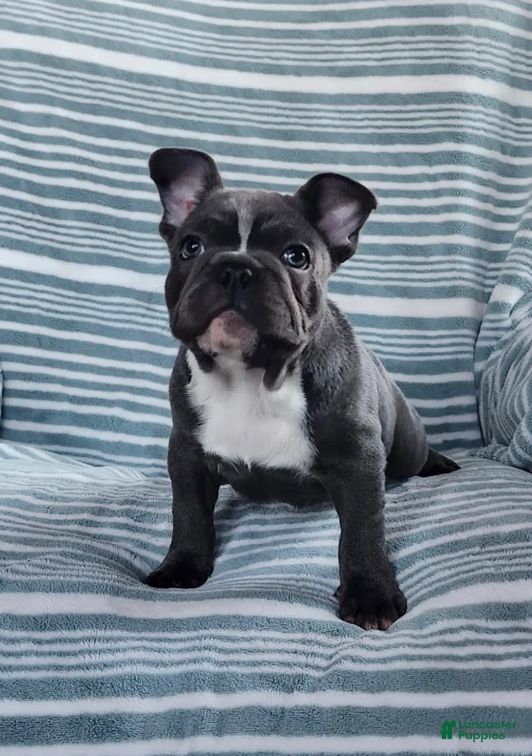 French Bulldog dogs for sale: Rascal - Ad 2