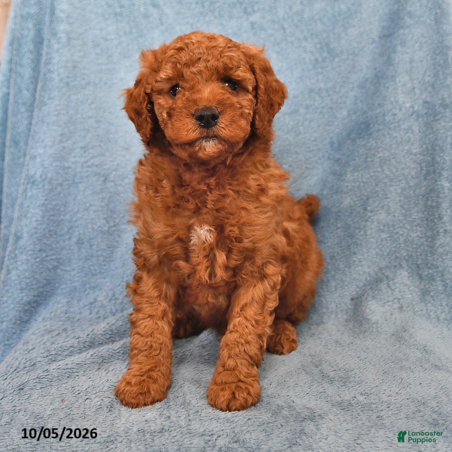Mini Goldendoodle dogs for sale: Skittles - Ad 2