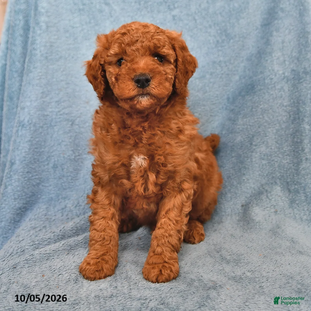 Mini Goldendoodle dogs for sale: Skittles - Ad 1