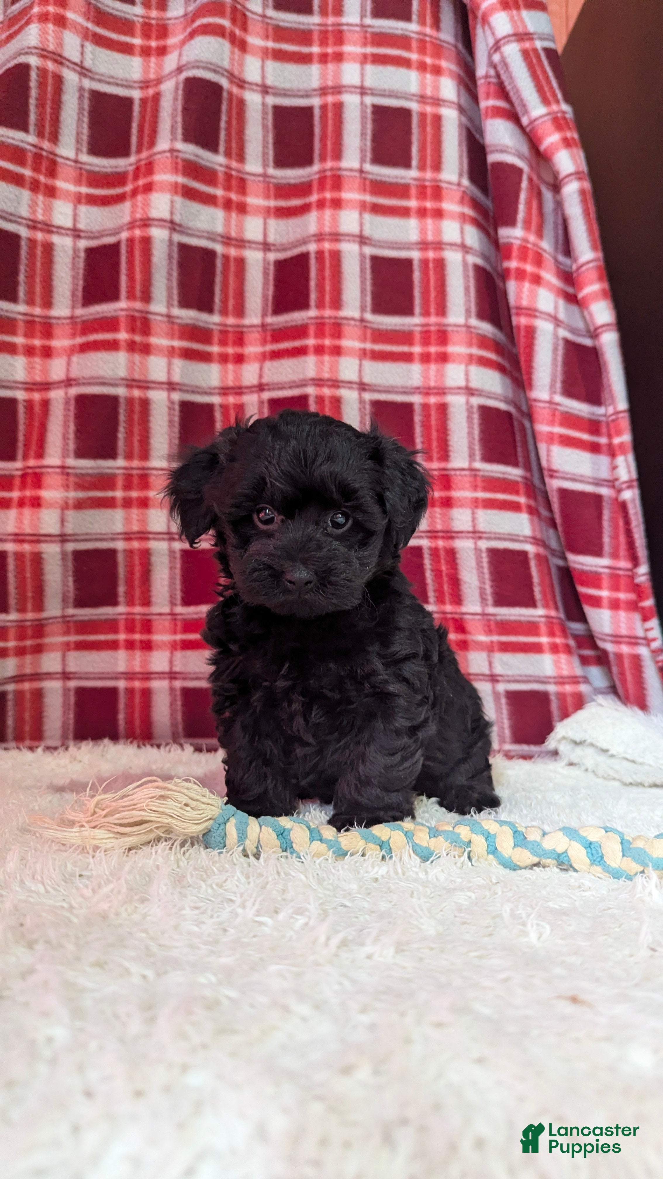 Yorkiepoo dogs Theo - Ad 2