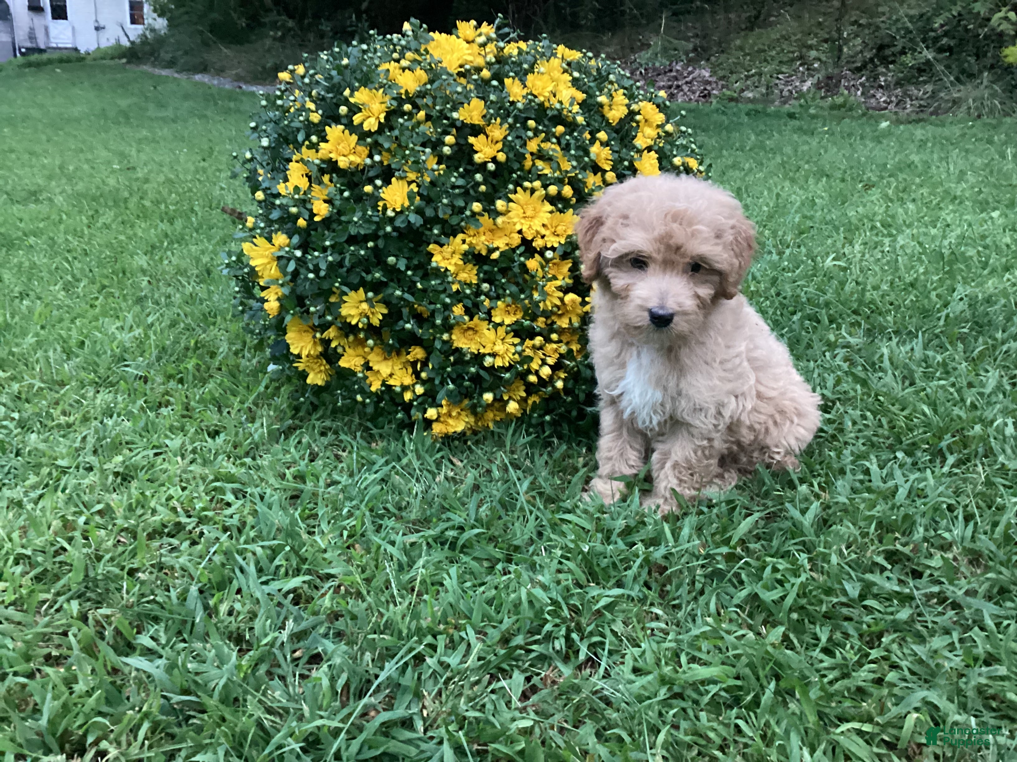 Mini Goldendoodle dogs Rex - Ad 1