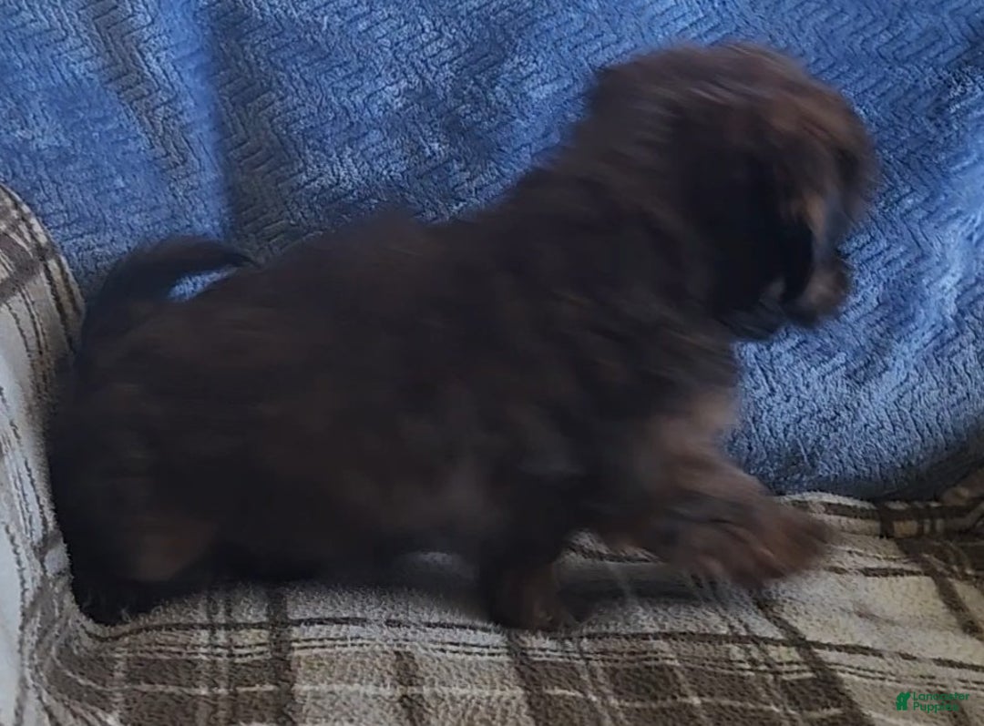 Mixed Breed dogs for sale: Mason - Ad 4