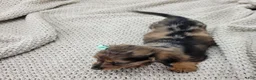 Miniature Dachshund dogs for sale: Oakley - Ad 3