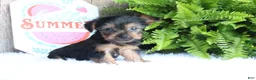 Yorkshire Terrier dogs for sale: Michael - Ad 4