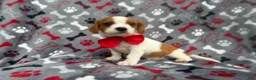 Mixed Breed dogs for sale: Dallas - Ad 11