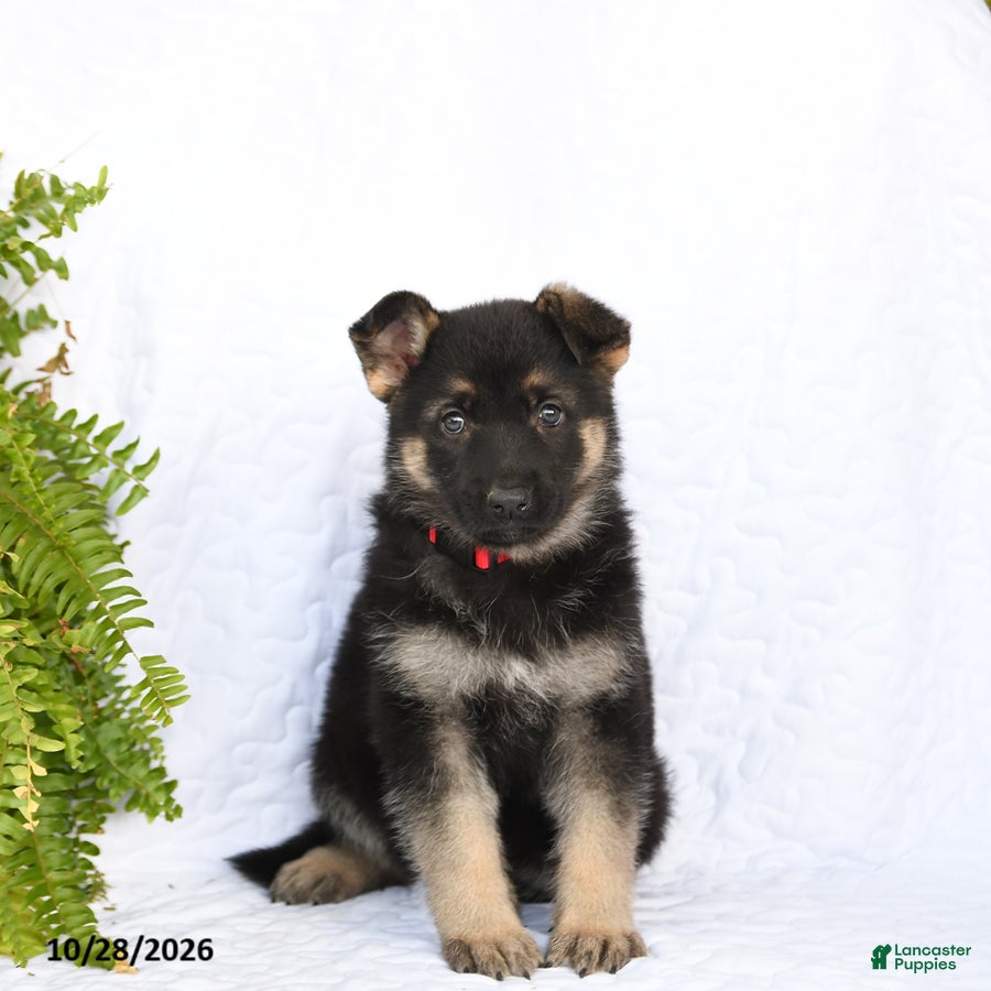 German Shepherd dogs for sale: Rieka - Ad 2