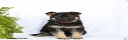 German Shepherd dogs for sale: Rieka - Ad 2