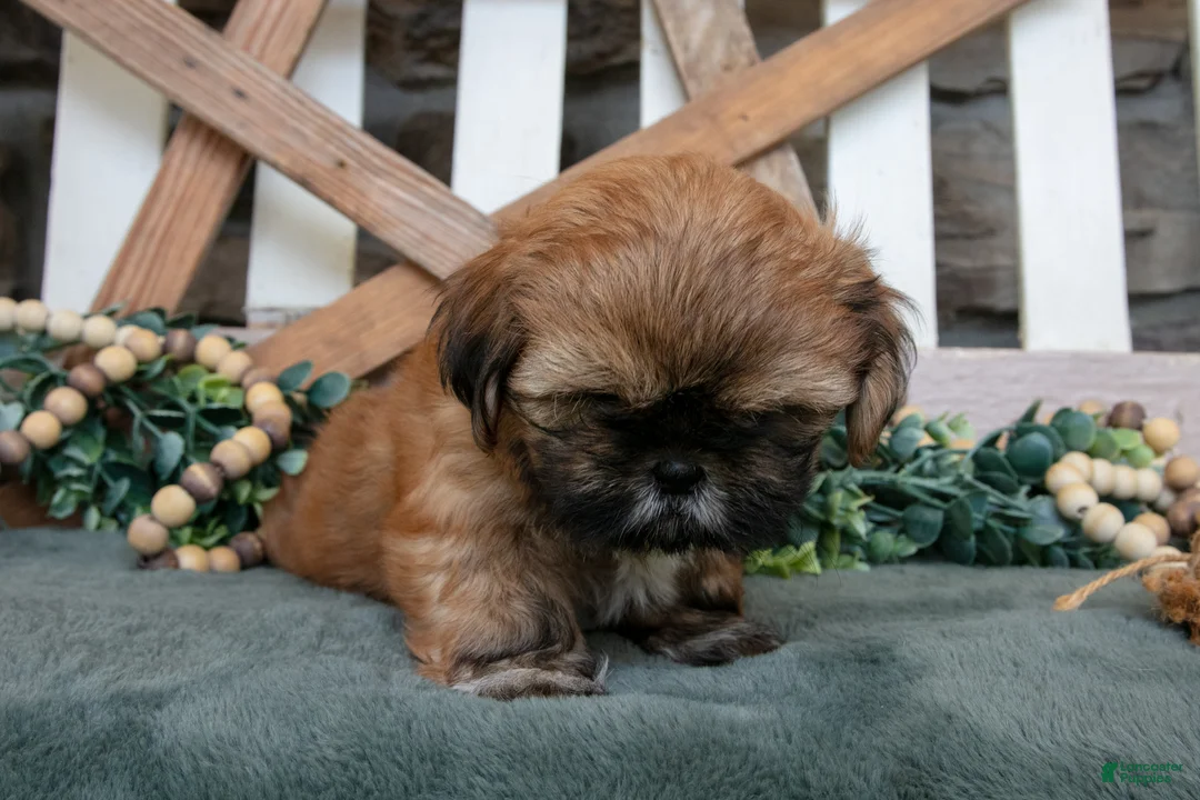 Shih Tzu dogs for sale: Domino - Ad 3