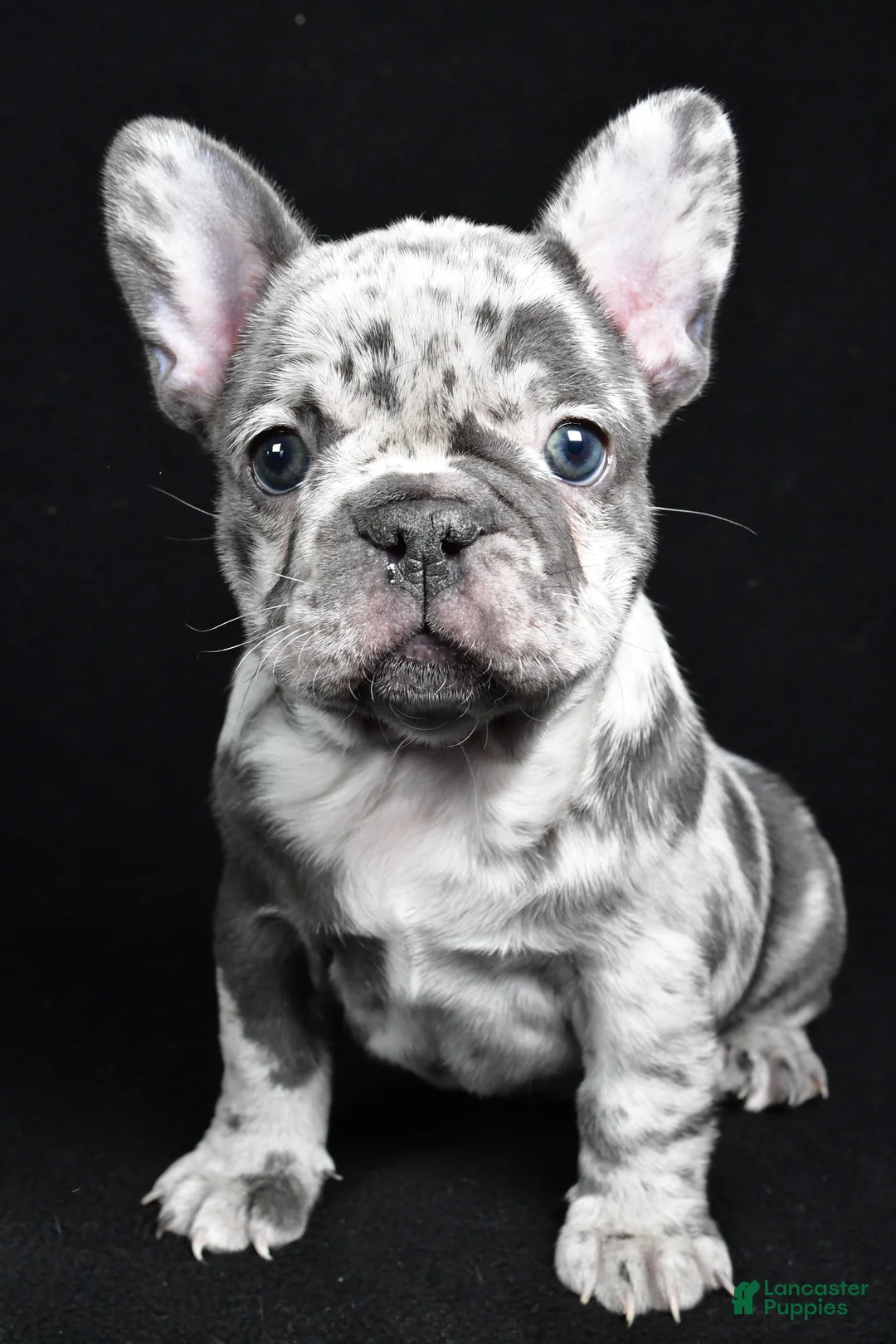 French Bulldog dogs for sale: Bella - Ad 7