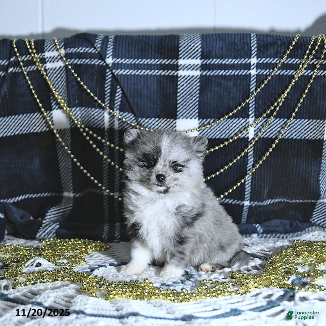 Pomeranian dogs for sale: Ryker GENETIC CLEARED - Ad 3