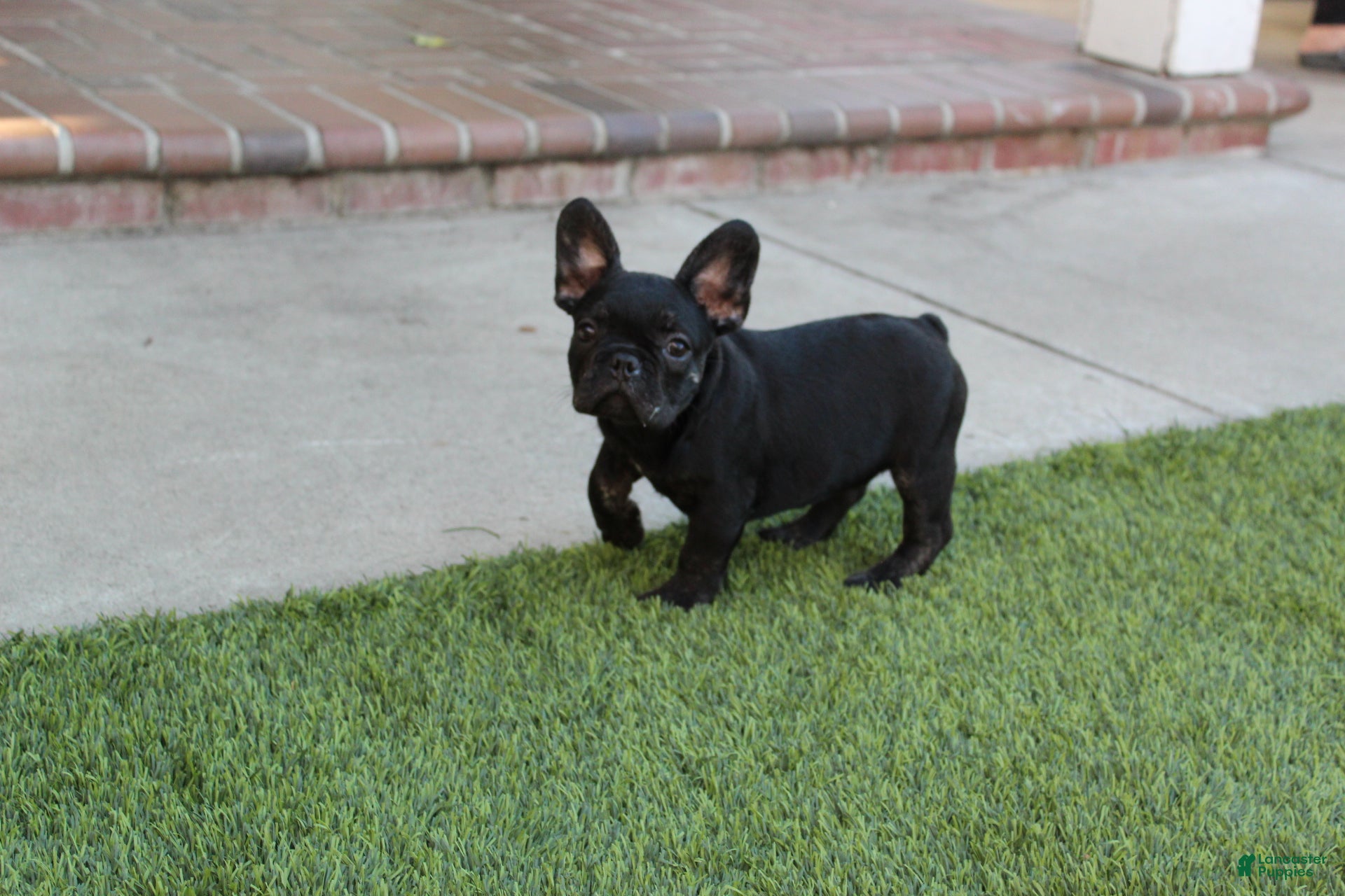 French Bulldog dogs French Bulldog Puppy 1 - Ad 1