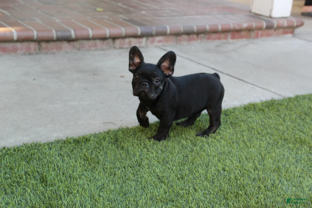 French Bulldog dogs for sale: French Bulldog Puppy 1 - Ad 1