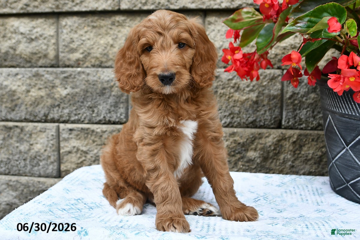 Goldendoodle dogs Nacho - Ad 2