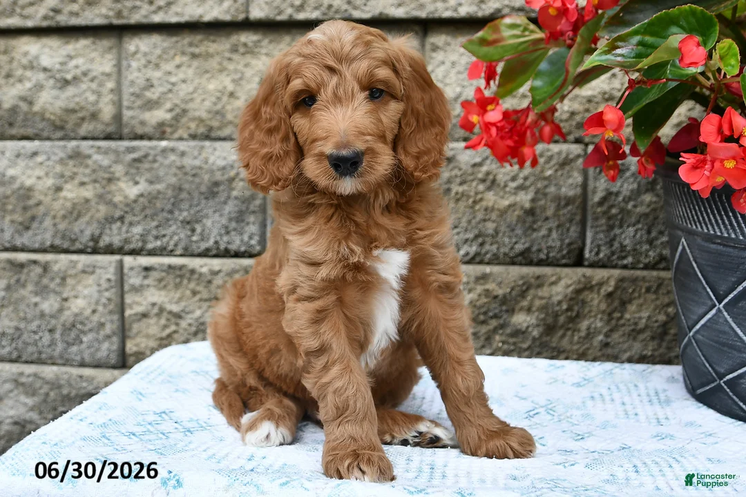 Goldendoodle dogs for sale: Nacho - Ad 2