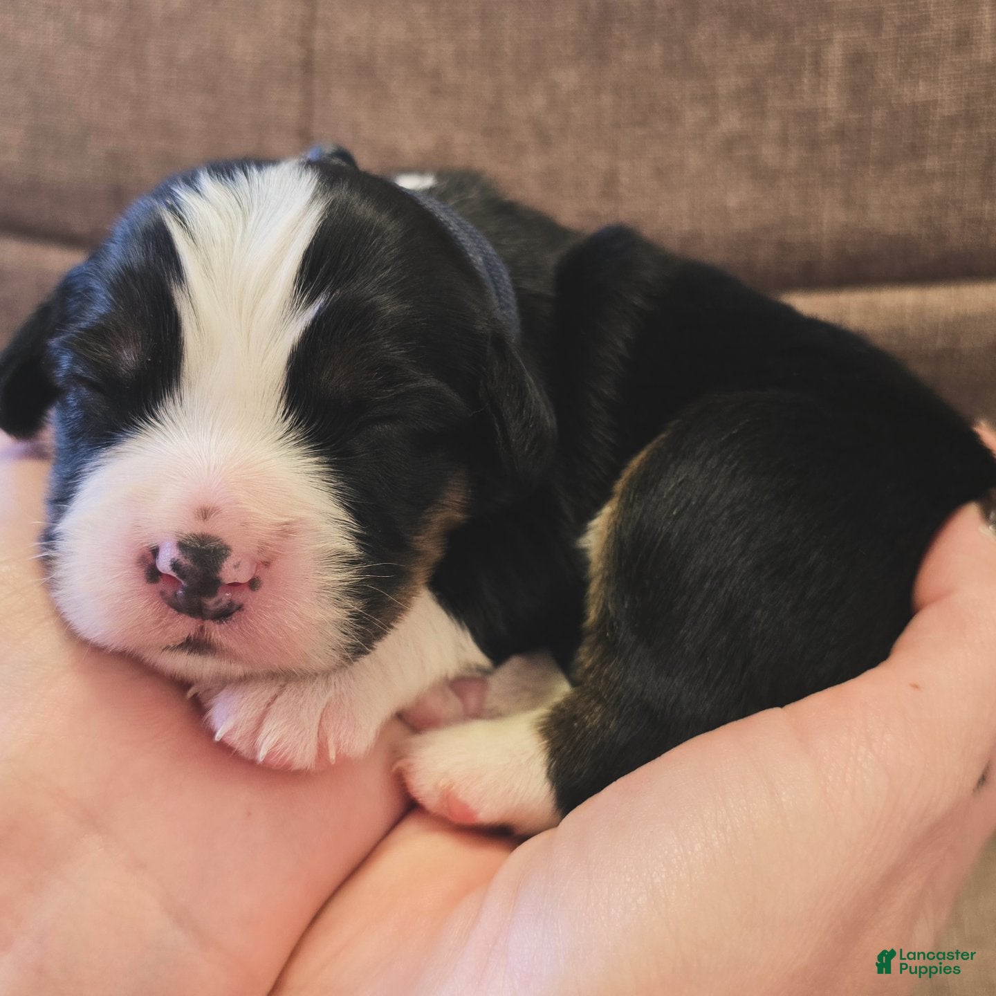 Miniature Bernese Mountain Dog dogs Oslo - Ad 1
