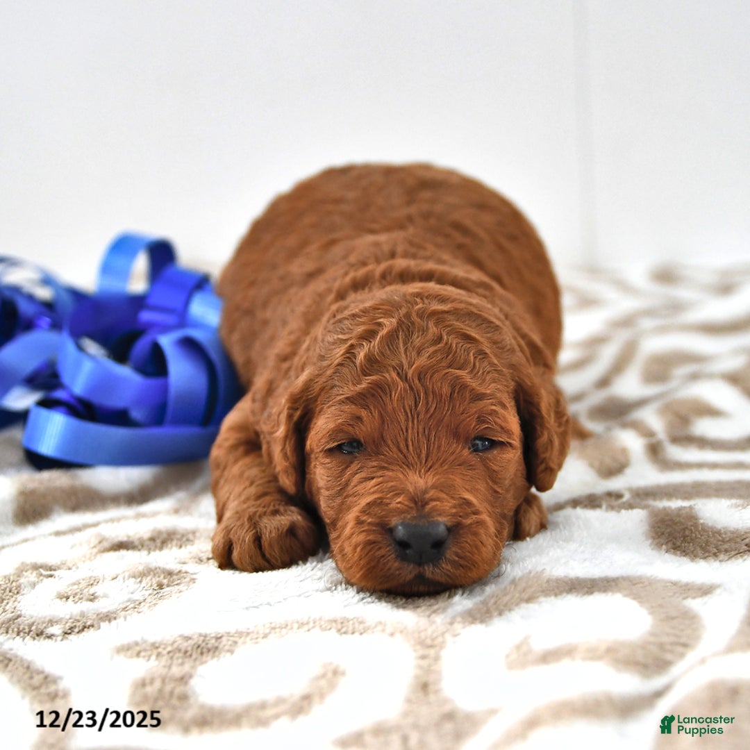 Mini Goldendoodle dogs for sale: Otis - Ad 6