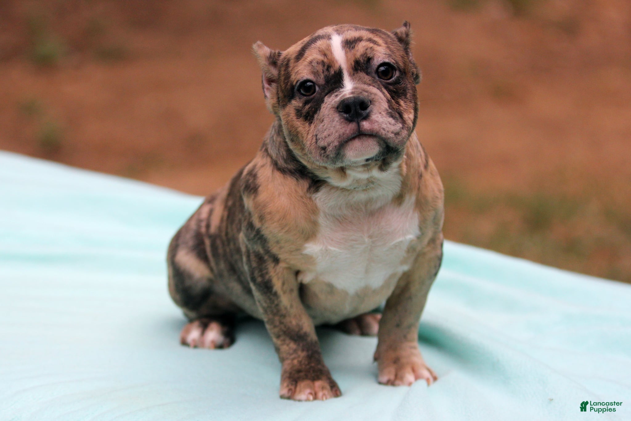 American Bully dogs Black Brindle Merle Female - Ad 1