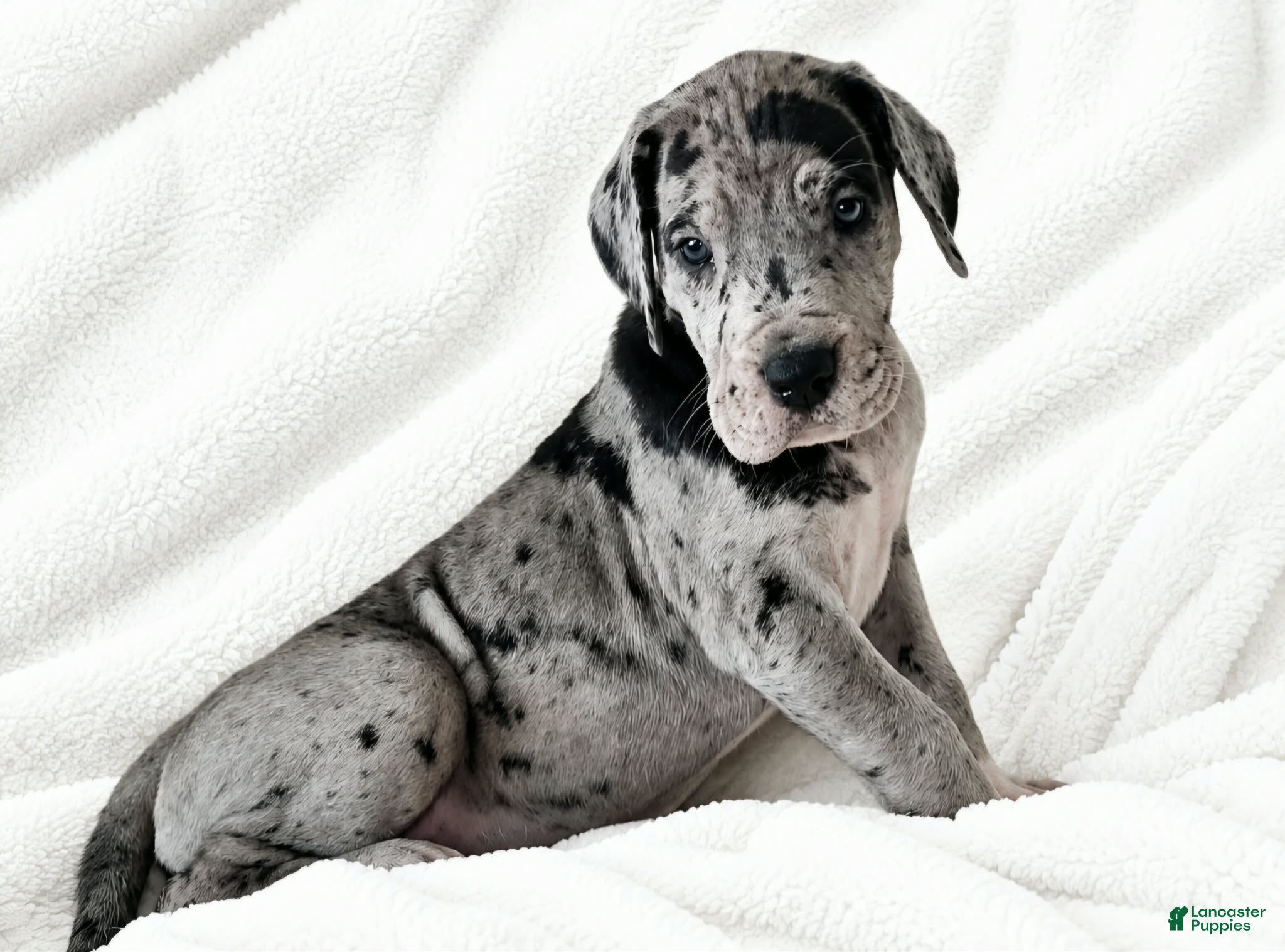 Great Dane dogs Orkid - Ad 20