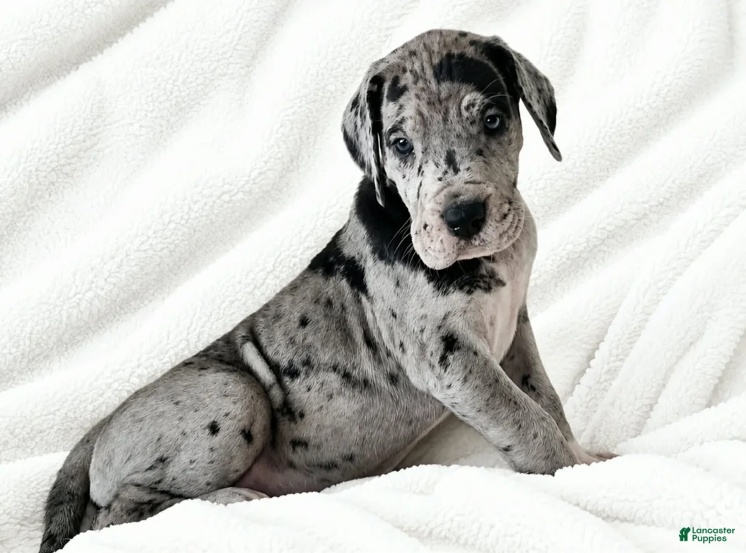 Great Dane dogs for sale: Orkid - Ad 1