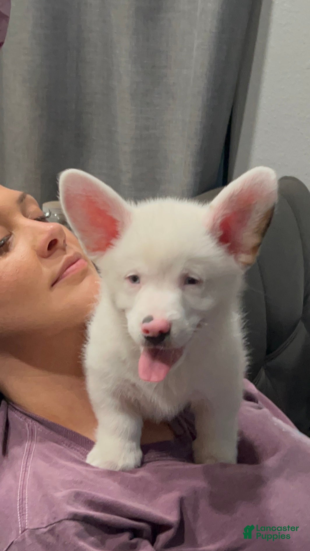 Welsh Corgi Pembroke dogs for sale:  Wolfie Stache - blue eyes - Ad 2