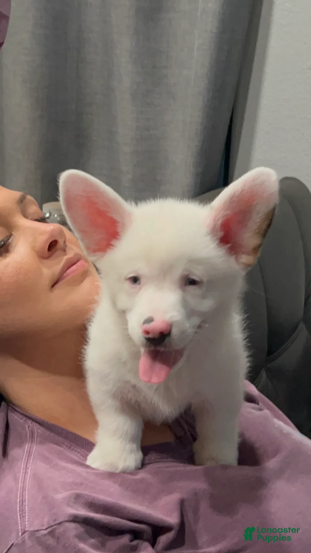 Welsh Corgi Pembroke dogs for sale:  Wolfie Stache - blue eyes - Ad 1