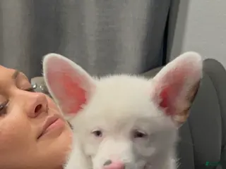 Welsh Corgi Pembroke dogs for sale: Wolfie Stache - blue eyes - Ad 2