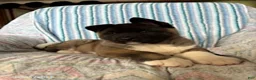 Akita dogs for sale: Richard - Ad 3