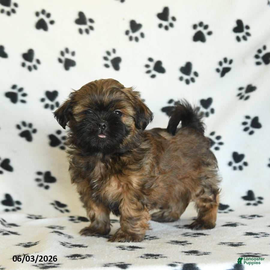Shih Tzu dogs Teddy - Ad 1