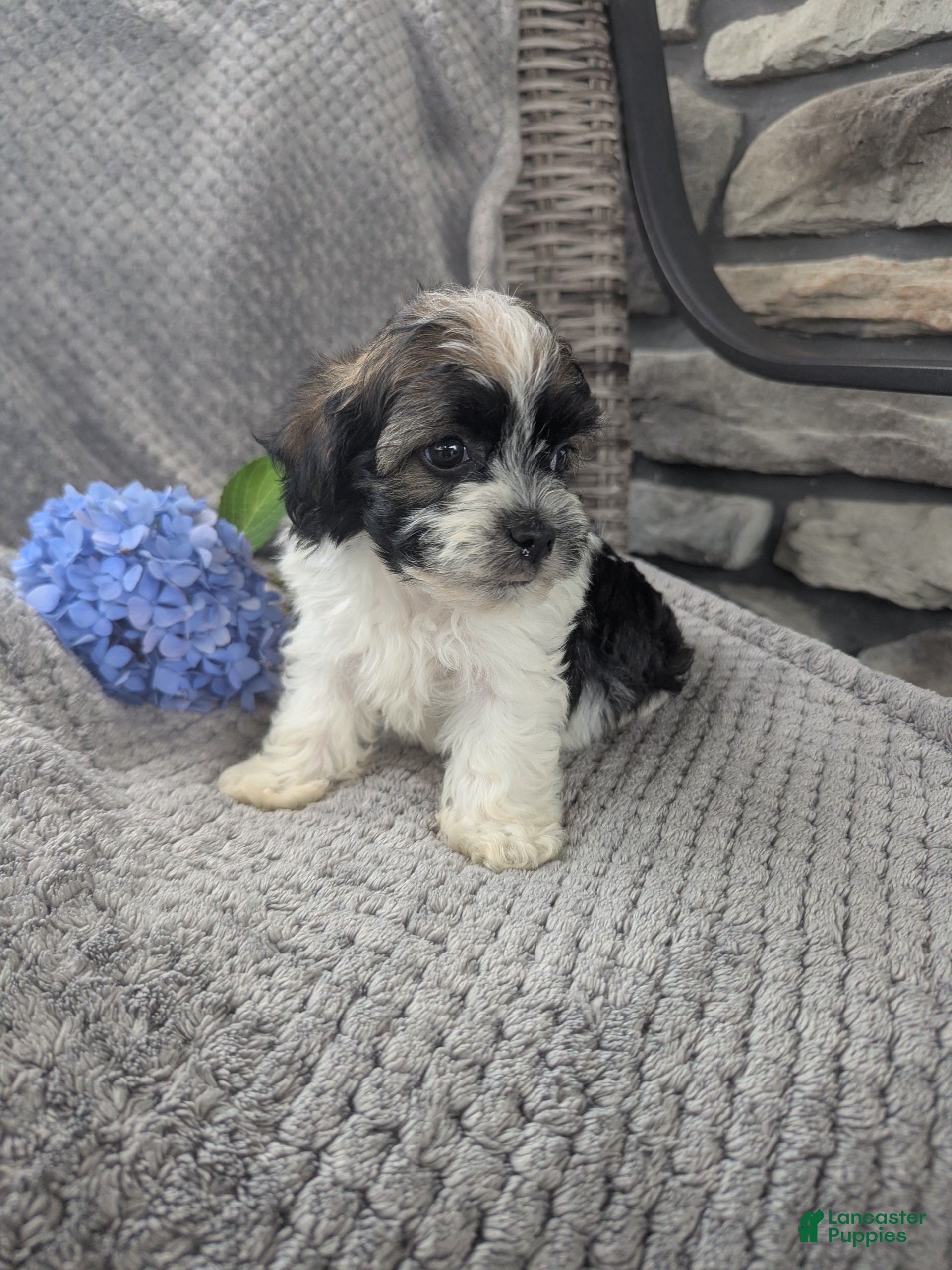 Havanese dogs Leo - Ad 2