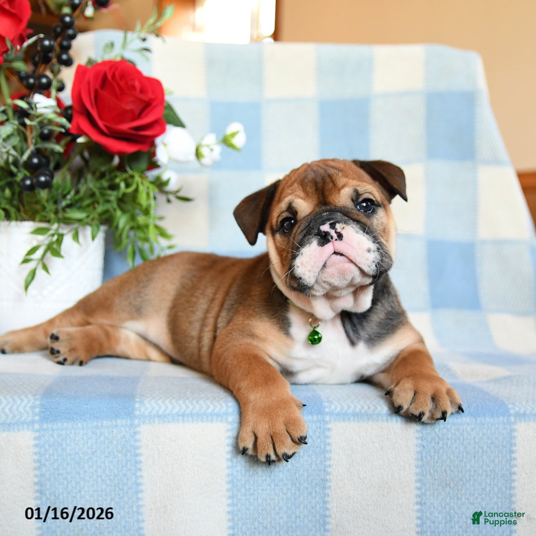English Bulldog dogs for sale: Sailor - Ad 4