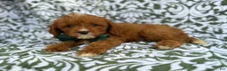Cavapoo dogs for sale: Lasso - Ad 3