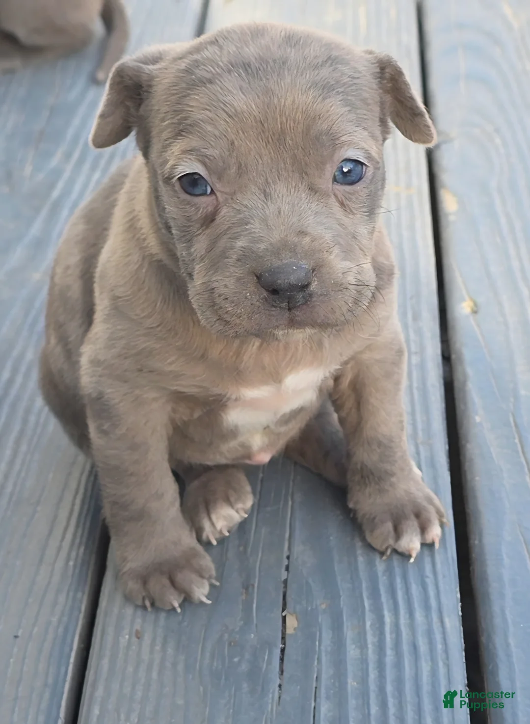 American Staffordshire Terrier dogs for sale: American Staffordshire Terrier Puppy 4 - Ad 1