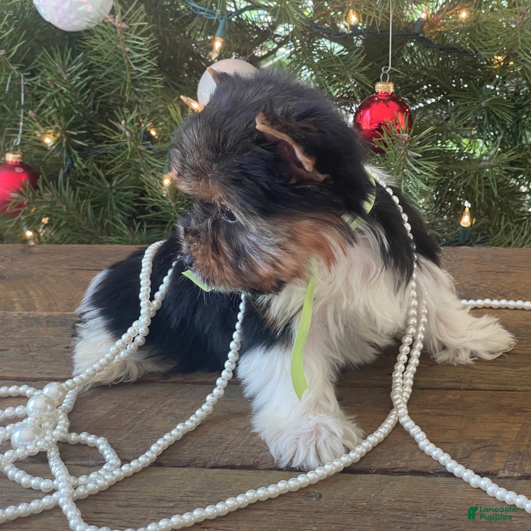 Mixed Breed dogs for sale: Bandit - Ad 8